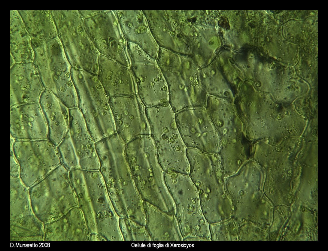 Cellule di foglia di Xerosicyos